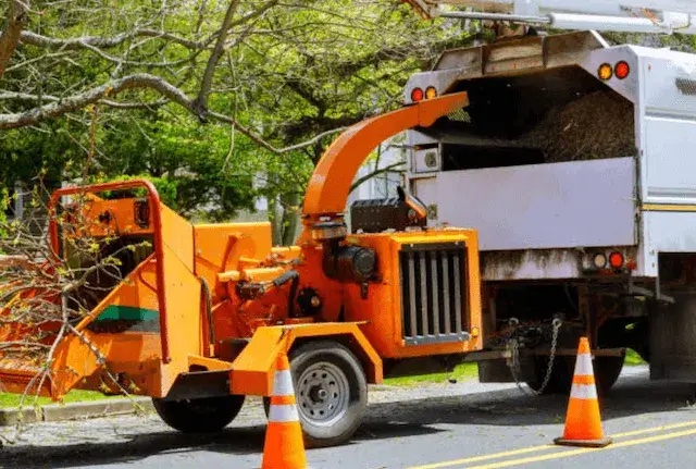 tree removal Molalla or