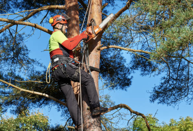 tree pruning clackamas