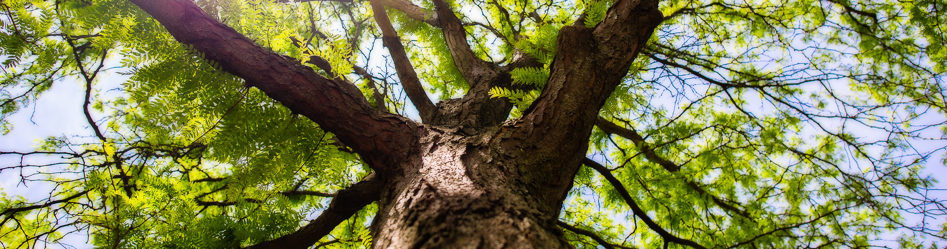 COR Tree Care