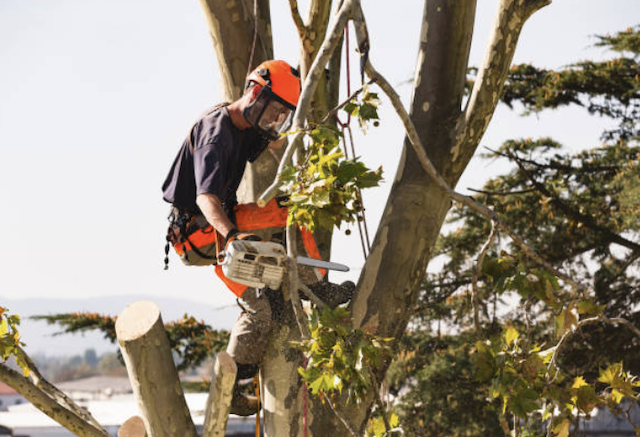 tree removal clackamas