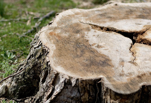 stump grinding Molalla or